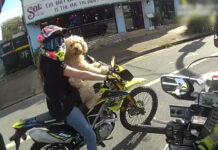 Paw patrol intercepts pooch on motorbike, fined $376