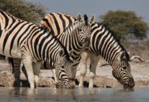 The wilds of Namibia