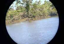 Croc spotted in Mary River
