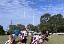 Dolphins ride the waves