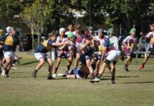 Dolphins excel in teamwork