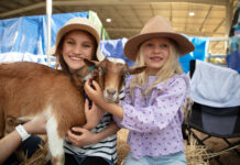 Fun, food and fireworks: it’s show time