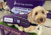 Rescue a dog, save a hero: High Tea for the Hounds returns