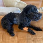 Vinnie_483312_01