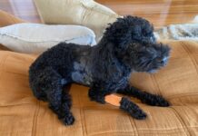 Understand dogs, reduce attacks