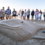 Whales_484760_01