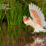 birds_479966_01
