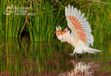 Biodiversity at Bowra