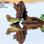 birds_479966_02