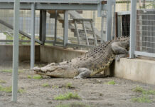 Australia Zoo rescues two crocodiles in devastating conditions