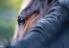 Hendra virus confirmed in a horse in south-east Queensland