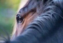 Hendra virus confirmed in a horse in south-east Queensland