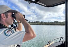 No crocodile found after extensive search in Noosa