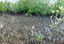 Mangrove odour on the nose for Sunshine Coast locals