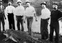 Crocs haven’t read the science