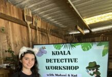 Koala adventures