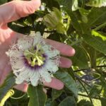 2208FARMTR_496658_31