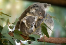 Adorable koala joeys emerge from pouches at Australia Zoo