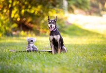 Free training for your furry friend