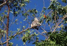 Astonishing discovery in quiet pocket of Coast hinterland