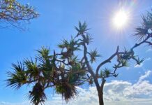 Help shape Noosa’s future: have your say on DMP