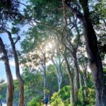 Noosa_494536_02