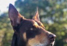 R Tee in the running to be top dog