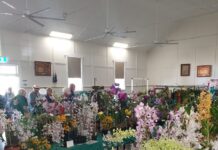 Spring orchid show in Cooroy