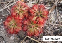 Carnivorous plants of Queensland