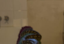 Snakes on the move: Breeding season brings surprising encounters in Noosa