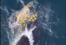 Whale and calf freed from shark nets off Noosa Main Beach