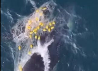 Whale and calf freed from shark nets off Noosa Main Beach