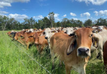 From paddock to plate: Local meat with integrity