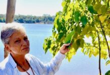 Learn your bush foods