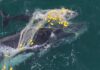 Whale and calf drag nets 100km from Rainbow