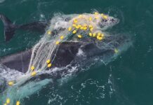 Whale and calf drag nets 100km from Rainbow