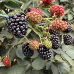 1010FARMGA_504388_12