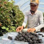 1010FARMGA_504388_16