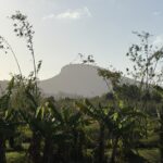 1710BAMBOO_509743_02-1