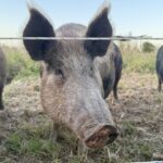 1710BAMBOO_509743_05-1