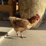 1710BAMBOO_509743_09-1