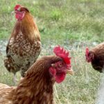 1710BAMBOO_509743_15-1