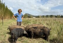 Pigs that roam are ready to rock