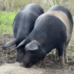 1710BAMBOO_509743_19-1