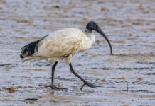 Birds of a feather disappear together