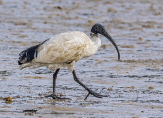 Birds of a feather disappear together