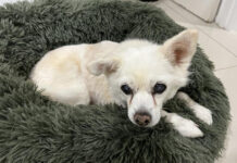 Senior pets living it large in Noosa