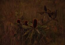 Secure tickets for the twilight opening of Reflections