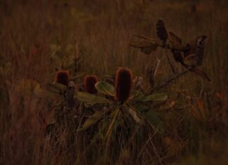 Secure tickets for the twilight opening of Reflections