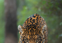 Top photographers champion wildlife conservation